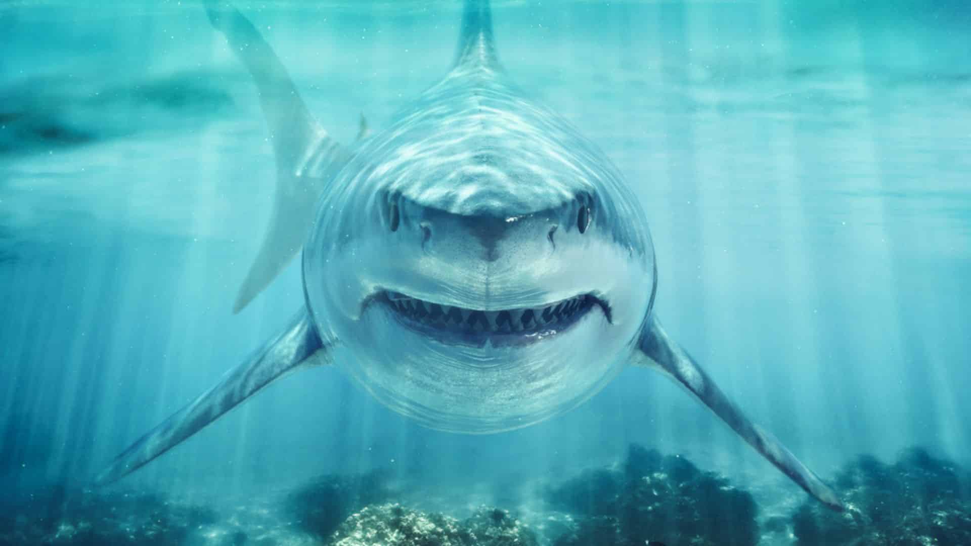 header graphic for do sharks attack humans post
