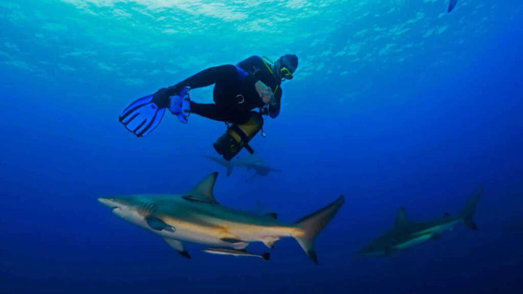 image showing diver swimming with shark for do sharks attack humans post